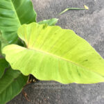 Philodendron Snowdrift (Jungle Fever)