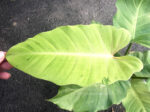 Philodendron Snowdrift (Jungle Fever) - Image 3