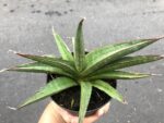 Sansevieria Koko - Image 3