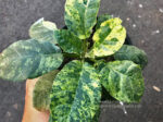 Dorstenia foetida Schweinf. Variegated