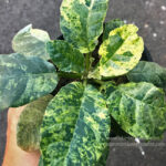 Dorstenia foetida Schweinf. Variegated