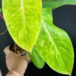 Philodendron Lady Paint Variegated