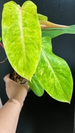 Philodendron Lady Paint Variegated