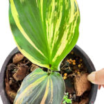 Kaempferia Galanga Variegated
