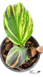 Kaempferia Galanga Variegated