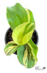 Kaempferia Galanga Variegated - Image 2