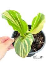 Kaempferia Galanga Variegated - Image 4