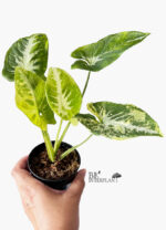 Syngonium Scrambled Eggs Variegated - Image 2