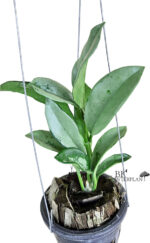 Hoya AH 074 Silver Leaf - Image 2