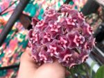 Hoya Pubicalyx - Image 2