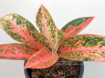 Aglaonema Orange Aura - Image 3