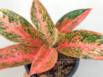 Aglaonema Orange Aura
