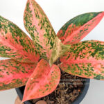 Aglaonema Orange Aura