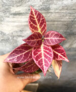 Hoya Sunrise leaf