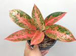 Aglaonema Orange Aura - Image 2