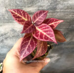 Hoya Sunrise leaf - Image 2