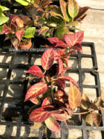 Hoya Sunrise leaf - Image 3