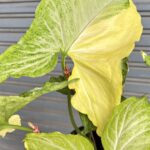 5 Plants Syngonium Golden Allusion Variegated