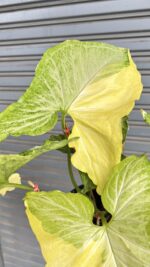5 Plants Syngonium Golden Allusion Variegated