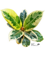 Ficus Elastica Tri-Color White Variegated - Image 2