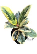 Ficus Elastica Tri-Color White Variegated - Image 3