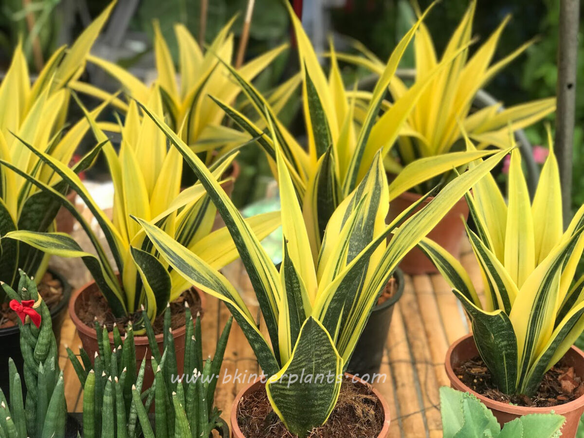 Sansevieria Gold Flame - Image 3