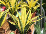 Sansevieria Gold Flame - Image 2