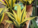 Sansevieria Gold Flame