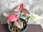 Syngonium podophyllum Schott (Pink Leaf) - Image 4