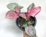 Syngonium podophyllum Schott (Pink Leaf) - Image 5
