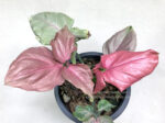 Syngonium podophyllum Schott (Pink Leaf)