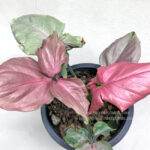 Syngonium podophyllum Schott (Pink Leaf)