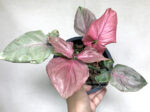 Syngonium podophyllum Schott (Pink Leaf) - Image 3