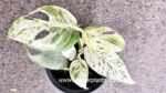 Epipremnum Pinnatum Marble Variegated size S