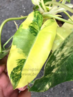 Philodendron Burle Marx Varigated - Image 3