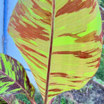 Musa FB (Flower Banana) Variegated