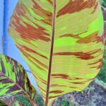 5 Plants Musa FB (Flower Banana) Variegated