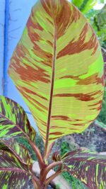 5 Plants Musa FB (Flower Banana) Variegated