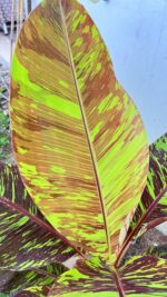 5 Plants Musa FB (Flower Banana) Variegated - Image 2