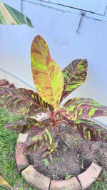5 Plants Musa FB (Flower Banana) Variegated - Image 3