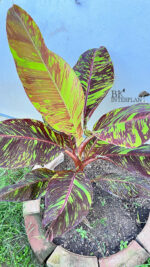 Musa FB (Flower Banana) Variegated - Image 2