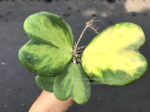 Hoya Kerrii Yellow Variegated
