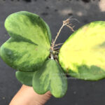 Hoya Kerrii Yellow Variegated