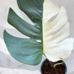 10 Plants Monstera Albo Half Variegated 1 Leaf