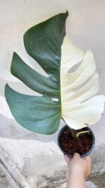 5 Plants Monstera Albo Half Variegated 1 Leaf - Image 4