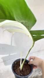 10 Plants Monstera Albo Half Variegated 1 Leaf - Image 2