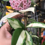 Hoya Tricolor Leaf Variegated