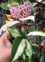 Hoya Tricolor Leaf Variegated