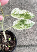 Epipremnum Sp. Bali Hamonam Variegated - Image 3