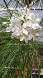 Plumeria Pheviferla - Image 2